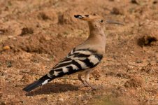 1Hoopoe 2 (UNT) Alvor Portugal  1310101.jpg