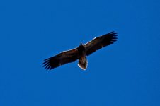 1Raptors Vulture Egyptian 3 Cape St Vincent 1110101.jpg
