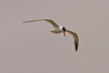 1Tern Caspian 3 Pera Marsh Portugal 0810101.jpg