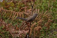 1Warbler Dartford 3 Foia Portugal 1210101.jpg