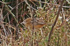 1Warbler Fan Tailed 1 Pera Marsh 0810101.jpg