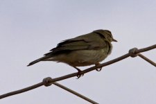 1Warbler Alvor Portugal  1310101.jpg