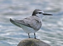 Grey-backed-Tern-18.jpg