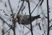 redpoll19.jpg