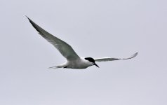 Common Tern 01.jpg