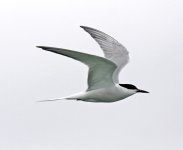 Common Tern 22.jpg