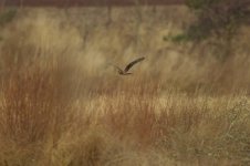 Hen Harrier.jpeg