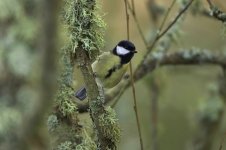 Great Tit.jpeg