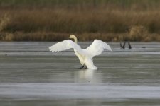 Mute Swan on Ice.jpeg