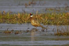 Pheasant on Ice.jpeg