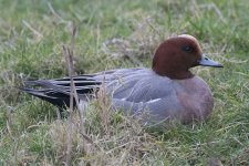 wigeon040206a.jpg