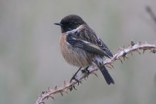 stonechat040206c.jpg