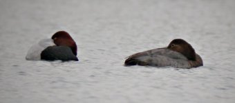 Lower Bruckland Pochard---pair.jpg