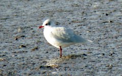 Axe Estuary Med Gull 4.jpg