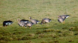 White-fronts3.jpg