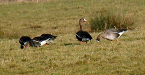 White-fronts4.jpg