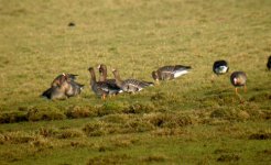 White-fronts7.jpg