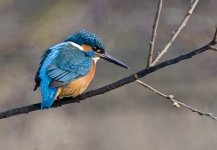 Kingfisher49.jpg