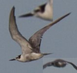 tern.JPG