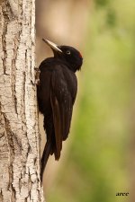 Black Woodpecker.jpg