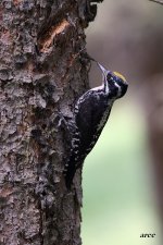 Three-toed Woodpecker.jpg