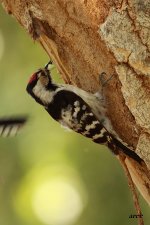 Lesser Pied Woodpecker.jpg