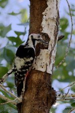 White-backed Woodpecker.jpg