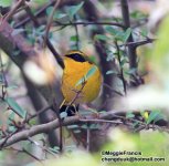 golden bush robin s.jpg