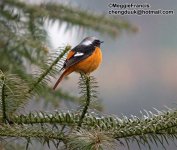 Daurian redstart s.jpg