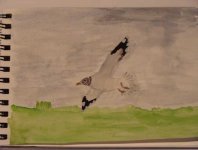 common-gull-watercolour-001.jpg