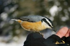 Red-breasted Nuthatch can 2.jpg