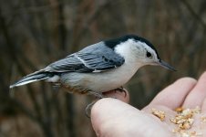 White-breasted Nuthatch ca 1.jpg