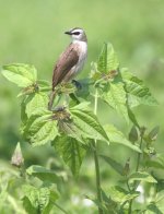 4.YellowVentedBulbul.JPG