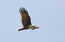 5.BrahminyKite.JPG