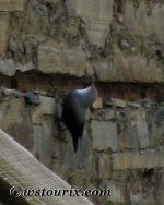 wallcreeper.jpg