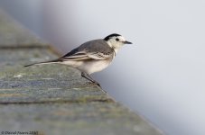 PiedWagtail1FM.jpg