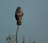 buzzard on stick 1.jpg