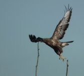 buzzard on stick 2.jpg