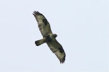 Rough-legged Buzzard 101028 IMGP0805.jpg