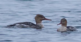 merganser-2.jpg