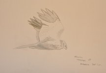 Marsh Harrier.jpg