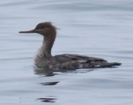 merganser-3.jpg