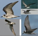 black tern.JPG