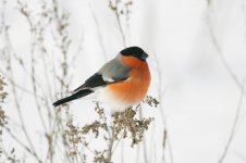 Bullfinch, voke.jpg