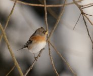 BRAMBLING.jpg