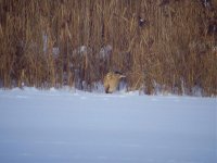 Bittern Moors 241210.jpg