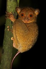 Tarsier.jpg