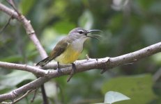 4.FemaleCopperThroatedSunbird.JPG