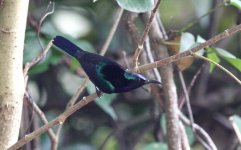 5.CopperThroatedSunbird.JPG