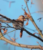 redpoll3.jpg